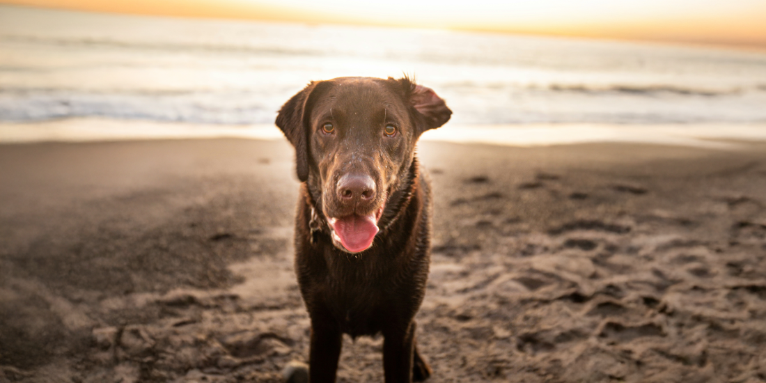 sparkle-grooming-co-announces-major-franchise-expansion-across-orange-county-california
