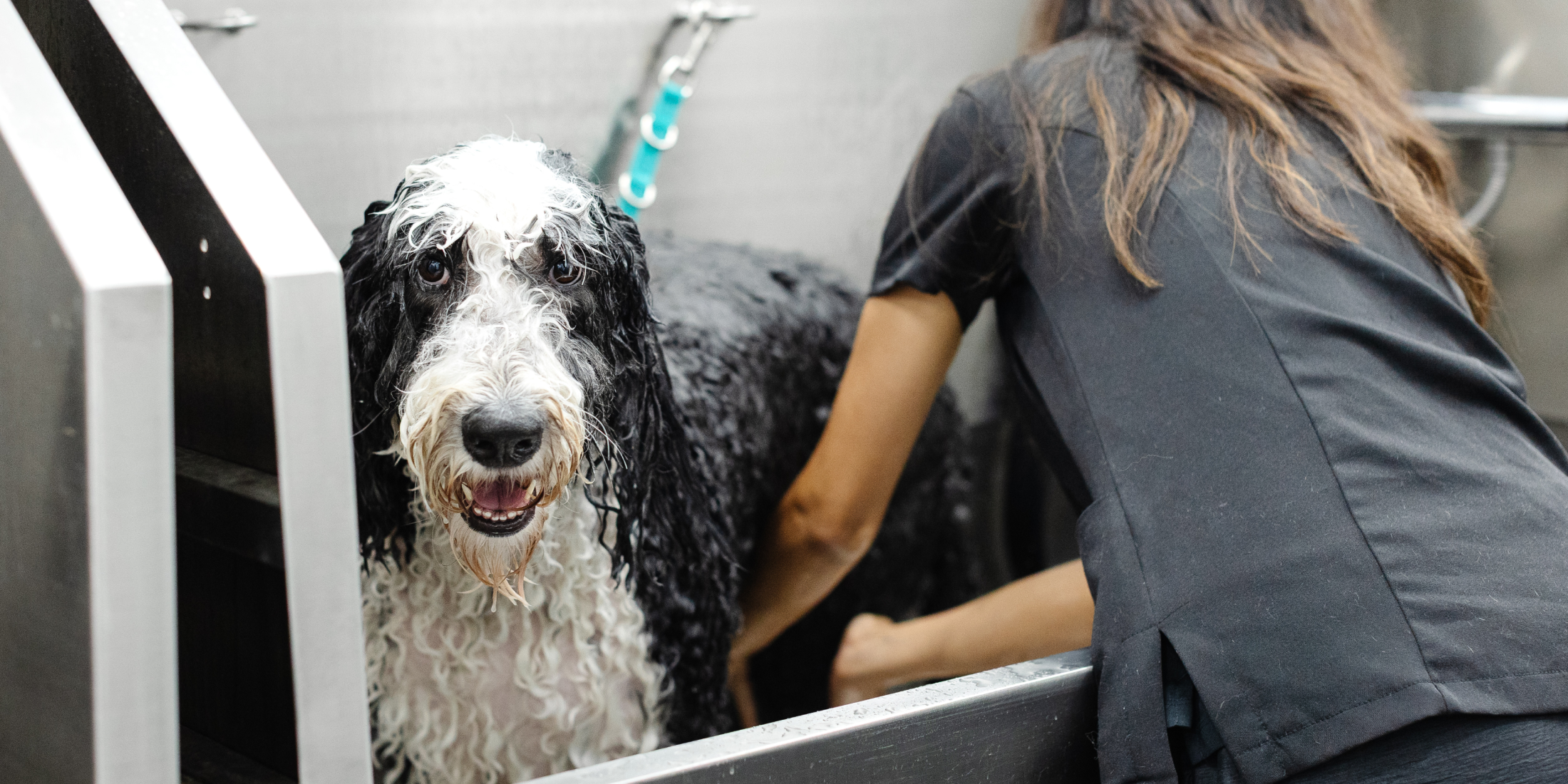 sparkle-grooming-co-opens-first-new-jersey-salon-in-montclair-on-july-27