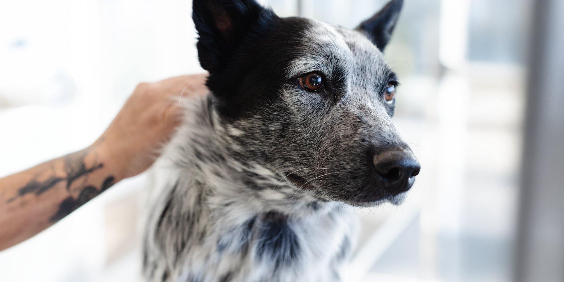 sparkle-grooming-co-opens-new-cottleville-salon