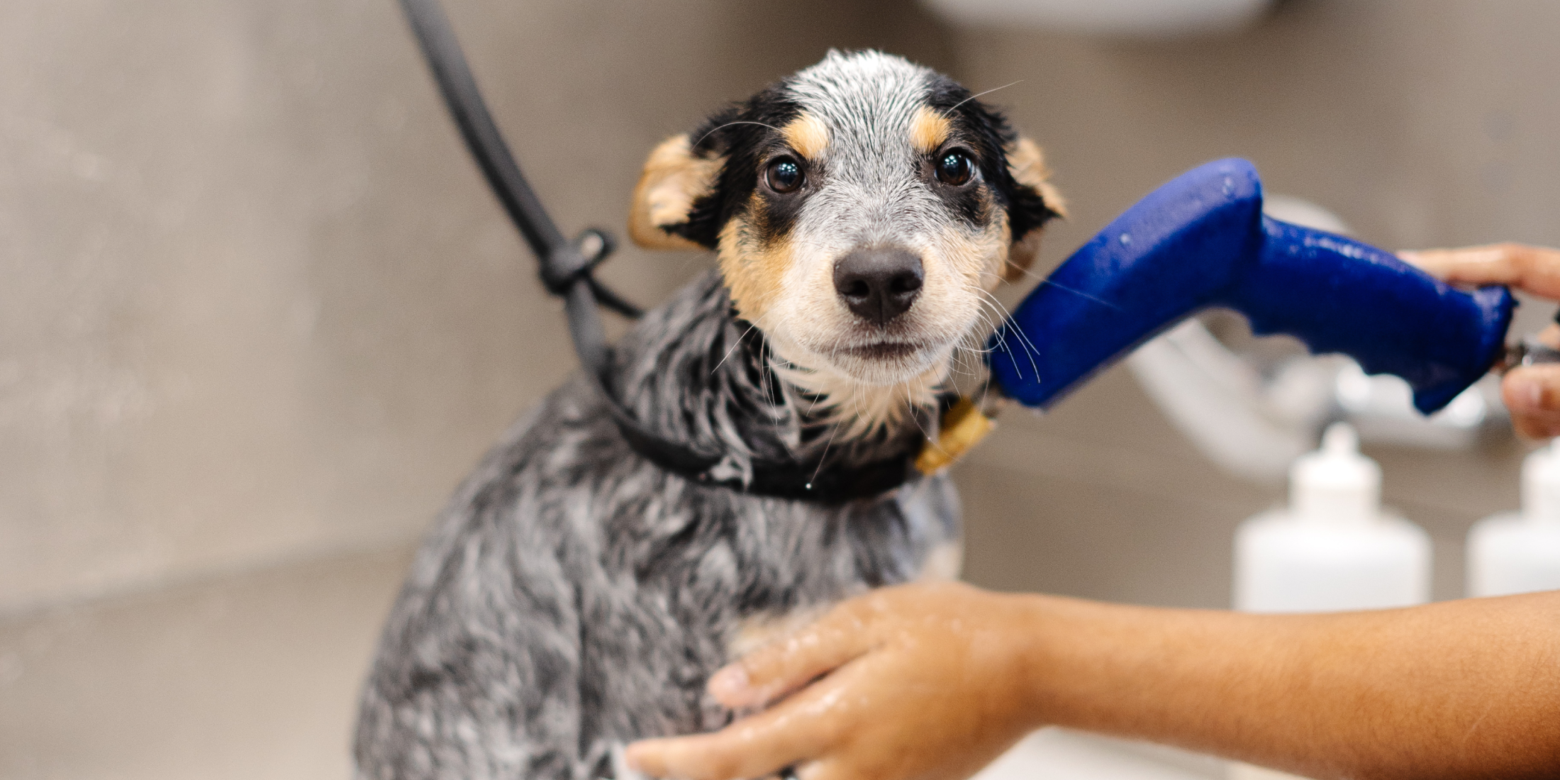 sparkle-grooming-co-to-open-broken-arrow-salon-oct-26