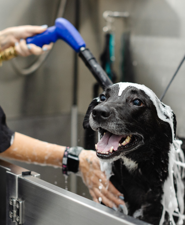 How Sparkle Is Rebuilding a Broken Industry