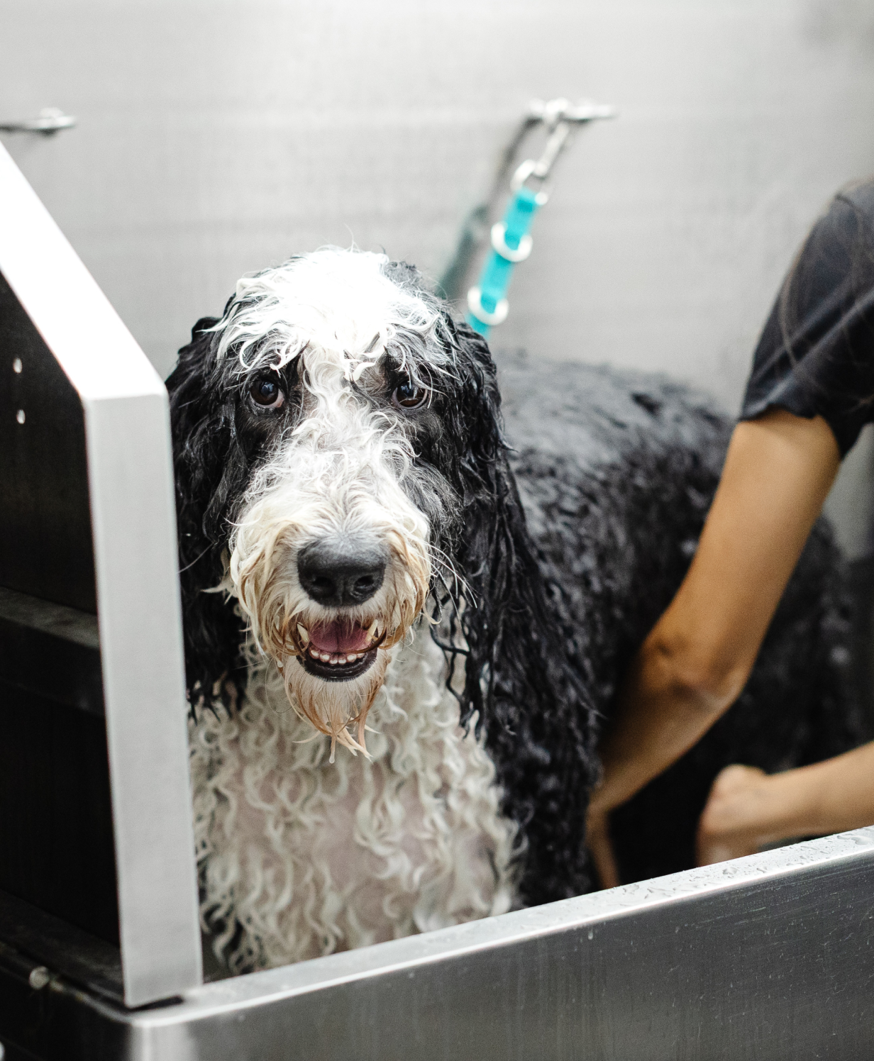 Sparkle Grooming Co. Opens First New Jersey Salon  in Montclair on July 27