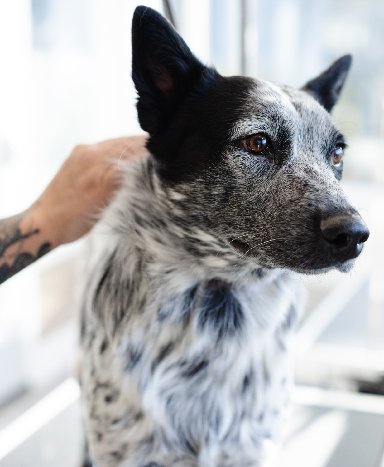 Sparkle Grooming Co. Opens New Cottleville Salon