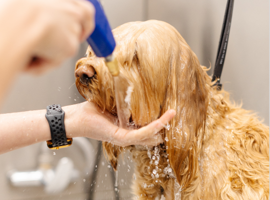 Scottsdale K9 Hygiene