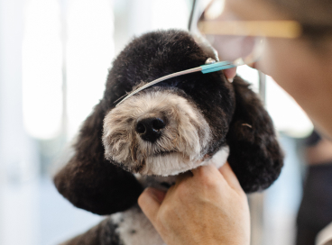 Scottsdale Salon-Style Grooming