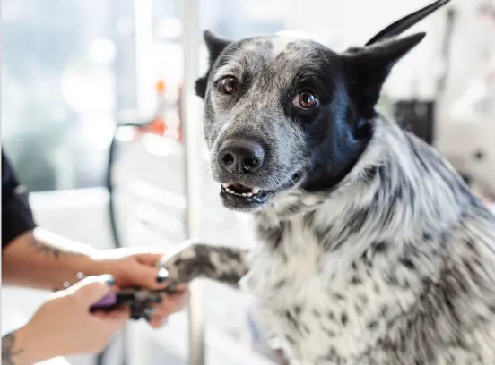 Scottsdale A-La-Care